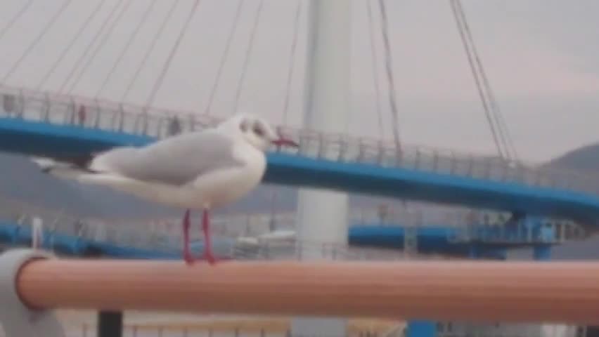 Seagull of Masan bay
