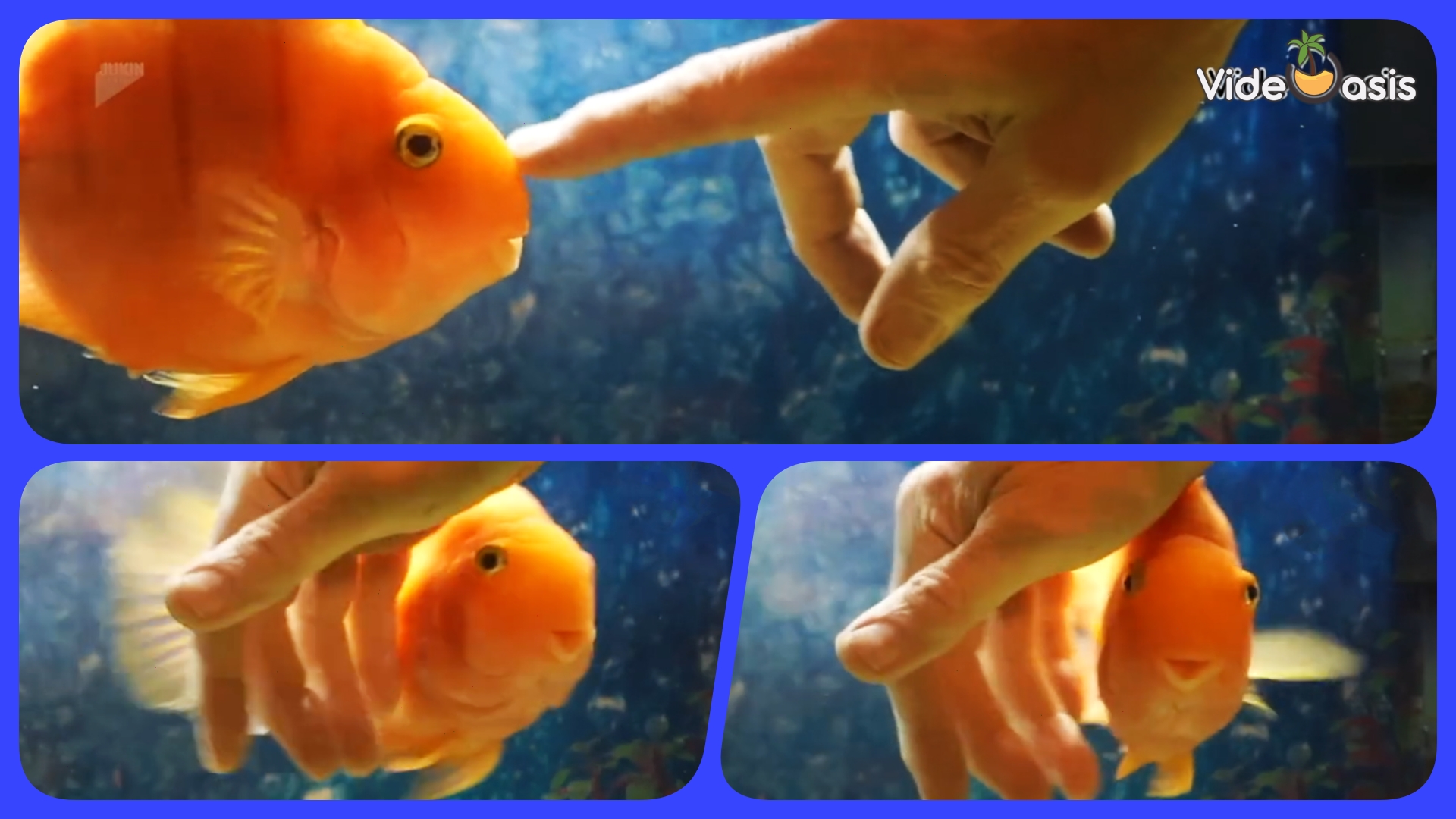 Fish Swims Between Owner's Fingers ｜VideOasis