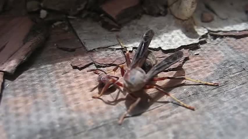 Insecto decapitado volando