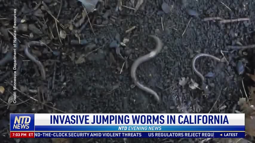 Invasive Jumping Worms in California