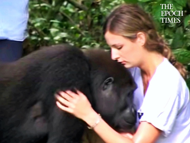 Gorillas Recognize Human Friends After 12 Years