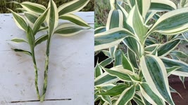Dracaena reflexa propagation process | how to grow dracaena plant |Dracaena reflexa Cuttings