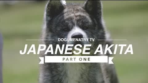 ALL ABOUT JAPANESE AKITA (PART ONE)