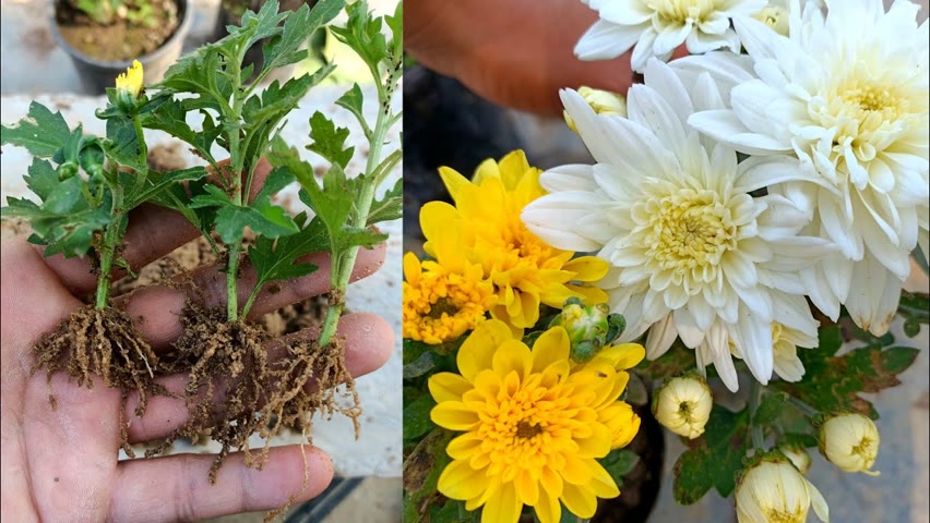 How to grow Crysanthemum from cuttings | how to repot crysanthemum|Crysanthemum cuttings propagation