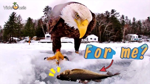 Bald eagle waits to catch the placing fish