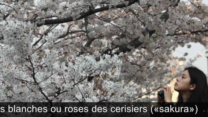 Cerisier du Japon - VA