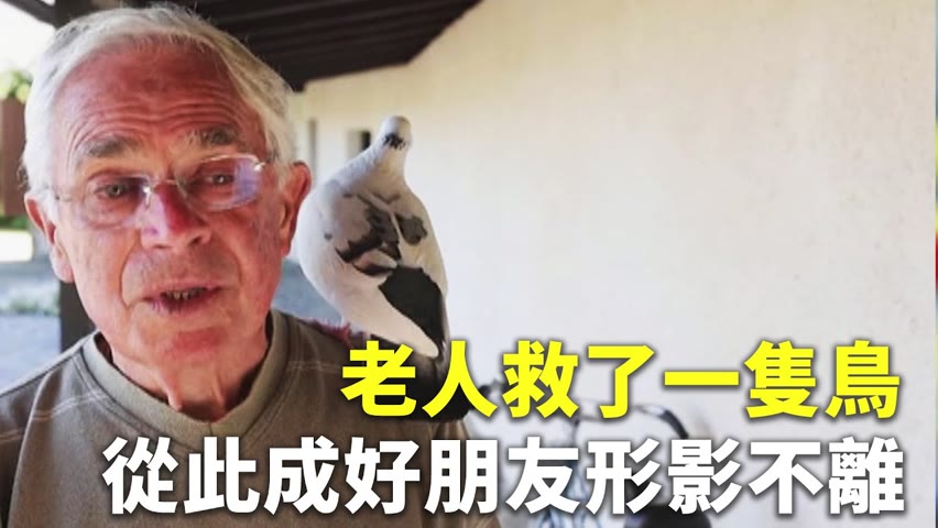 老人救了一隻鳥 從此成好朋友形影不離 - 動物報恩 - 新唐人亞太電視台