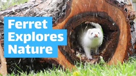 White Ferret Explores Nature | Ferret ASMR