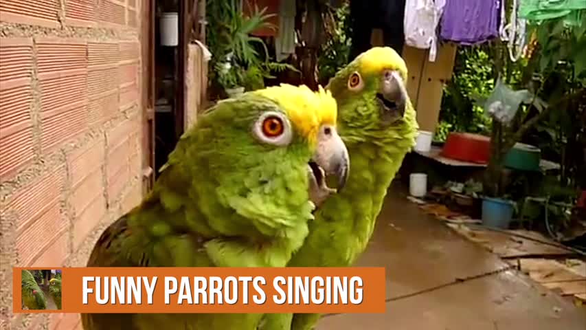 Funny Parrots Singing 
