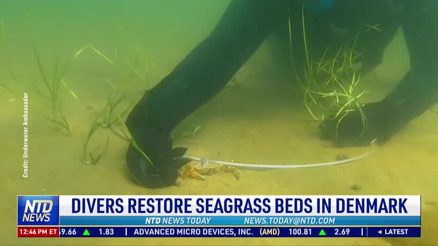 Divers Restore Seagrass Beds in Denmark