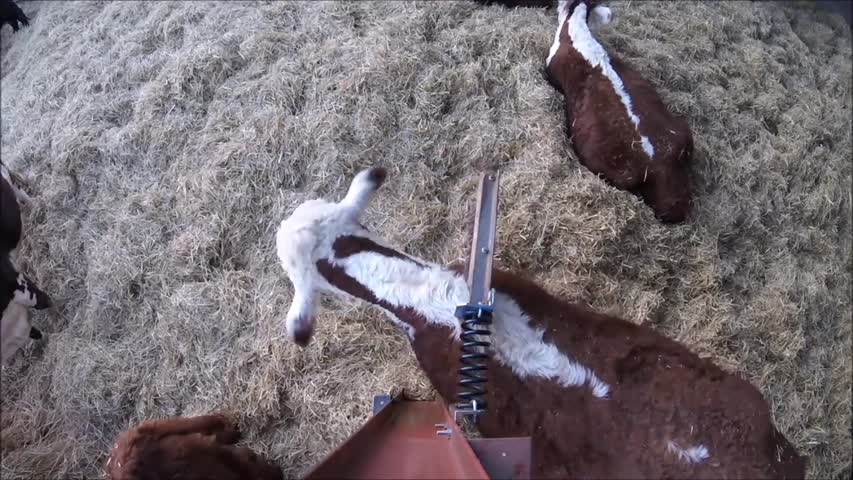 Cows Loving The COW SCRATCHER!.mp4