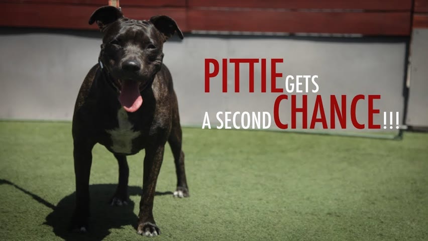 RESCUE PITBULL GETS SECOND CHANCE
