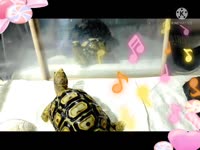 mini唱歌 #浮水印 #烏龜唱歌  #薩爾瓦多豹紋陸龜  🌹祝大家雙十連假愉快💐