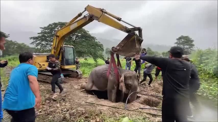 Rescatan a elefantes y su bebé tras caer en una zanja en Tailandia