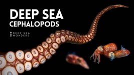 The Unique Biology of Cephalopods