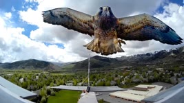 RC Plane ATTACKED by HAWK