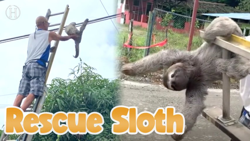 Rebellious Sloth Saved | Humanity Life