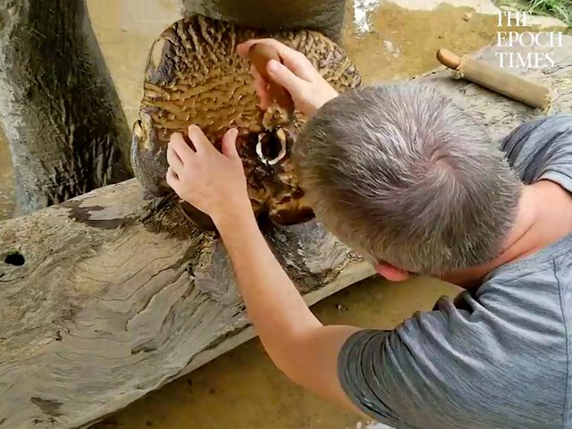 Elephant Foot Gets Treated After Stepping on a Landmine