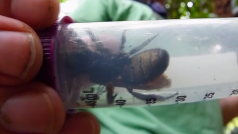 World's largest bee spotted for the first time since 1981