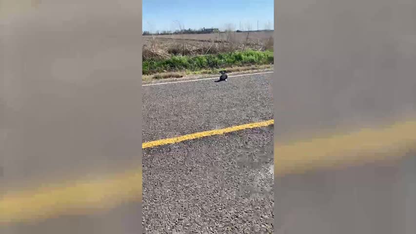 Hero dog waits SIX HOURS besides friend hit by car
