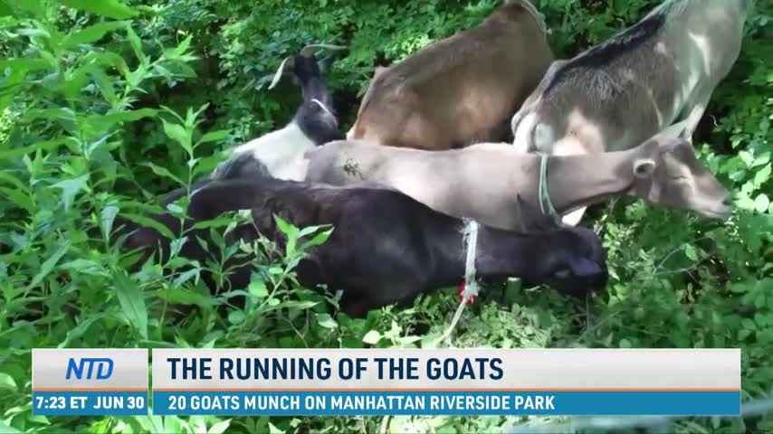 20 Goats Munch on Manhattan's Riverside Park