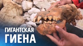 Почти целый череп гигантской гиены впервые нашли в Европе