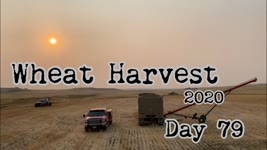 Wheat Harvest 2020 - Day 79