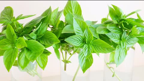 5 Best Ways to Store Basil for Longer: Weeks, Months, Years! CiCi Li - Asian Home Cooking Recipes