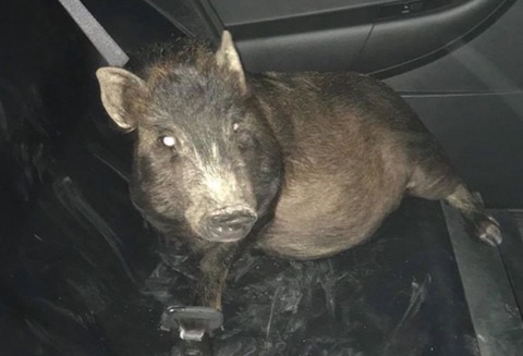 Man Calls Police for Backup. He Was Being Stalked by a Pig