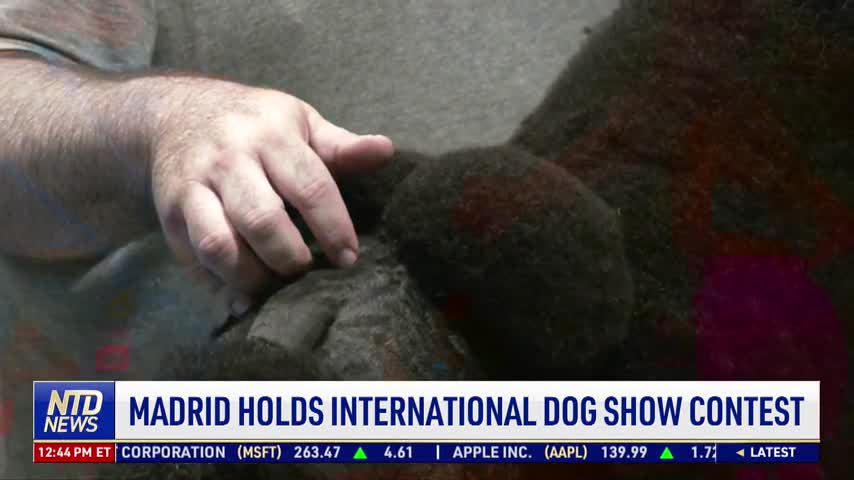 Madrid Holds International Dog Show Contests