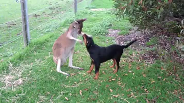 Kangaroo and Rottweiler Puppy Play Together