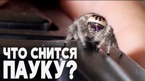 Сон паука-прыгуна исследуют британские учёные
