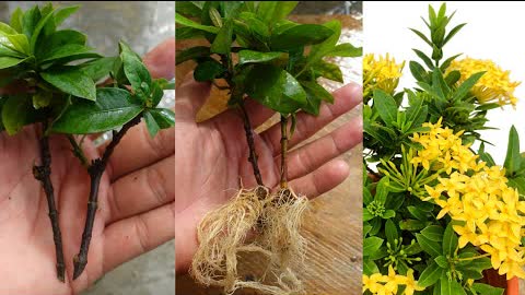 How to propagate Ixora flower from cuttings at home | Plant Ixora coccinea from cuttings