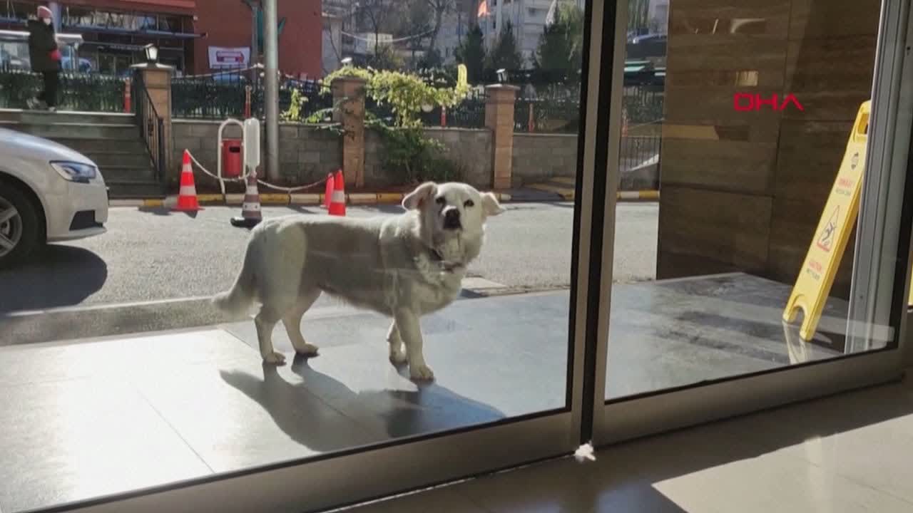 В Турции собака неделю ждала хозяина возле больницы