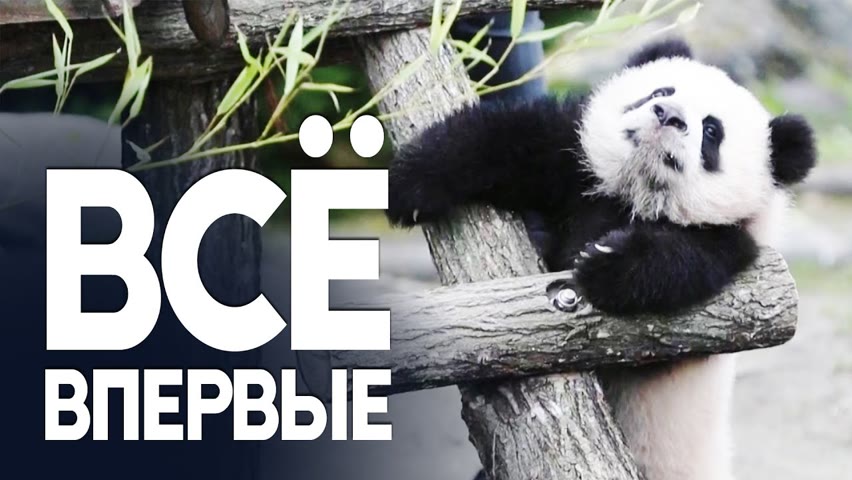 Детёныши панды во Франции знакомятся с миром