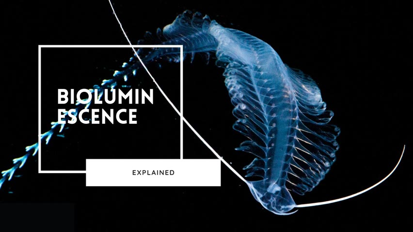 Bioluminescence Explained | Lights of the Deep Sea