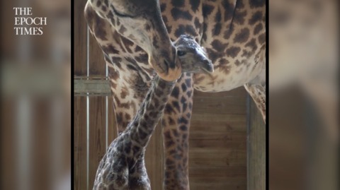 Brevard Zoo's New Baby Giraffe Takes First Steps