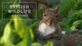 British Wildlife - Grey Squirrel