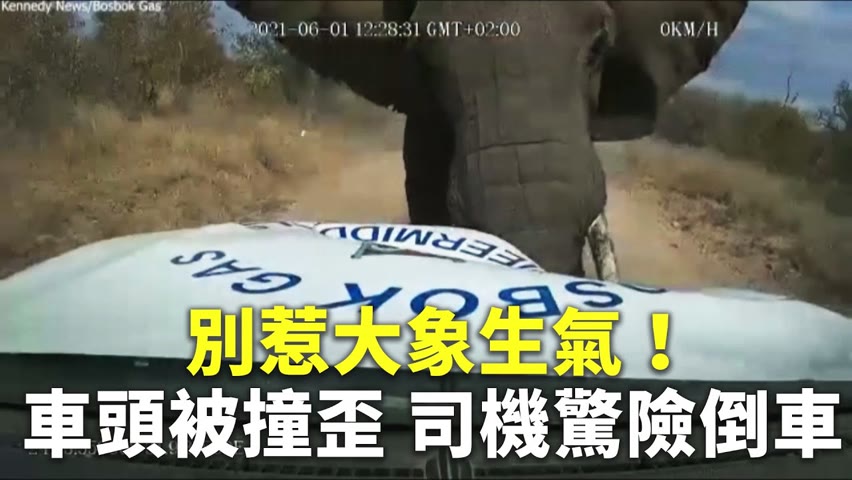 別惹大象生氣！車頭被撞歪 司機驚險倒車 - 野生動物過馬路 - 新唐人亞太電視台