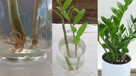 Zz plant cuttings ,zz plant propagation in water ,how to propagate zz plant from cuttings