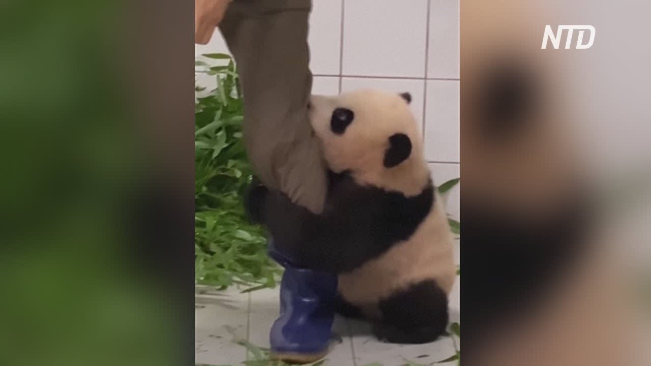Видео с детёнышем панды, не отпускающим смотрителя, стало вирусным