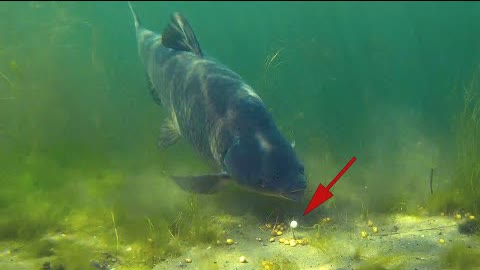 Big carp in crystal clear water! (Best video)