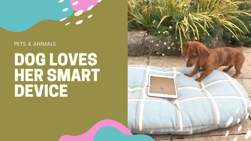 Dog Loves Her Smart Device