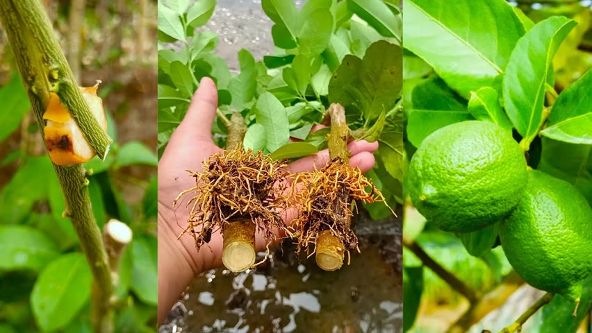 How to propagate lemon tree from air layering || With 100% success || Easy Gardening