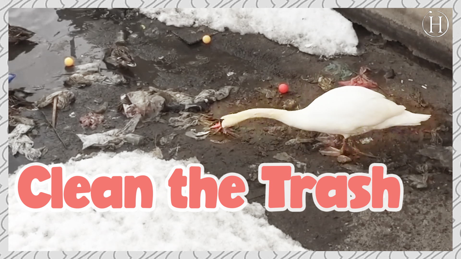 Swan Cleans Lake of Trash  | Humanity Life
