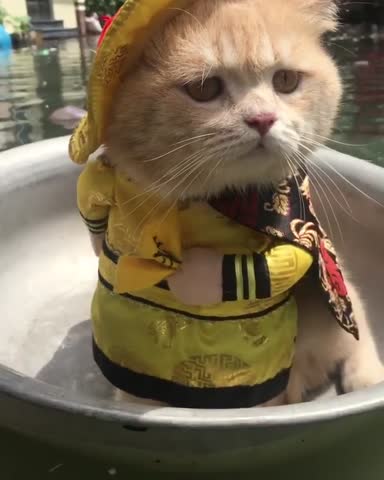 Cho the Emperor Cat Takes the Internet by Storm