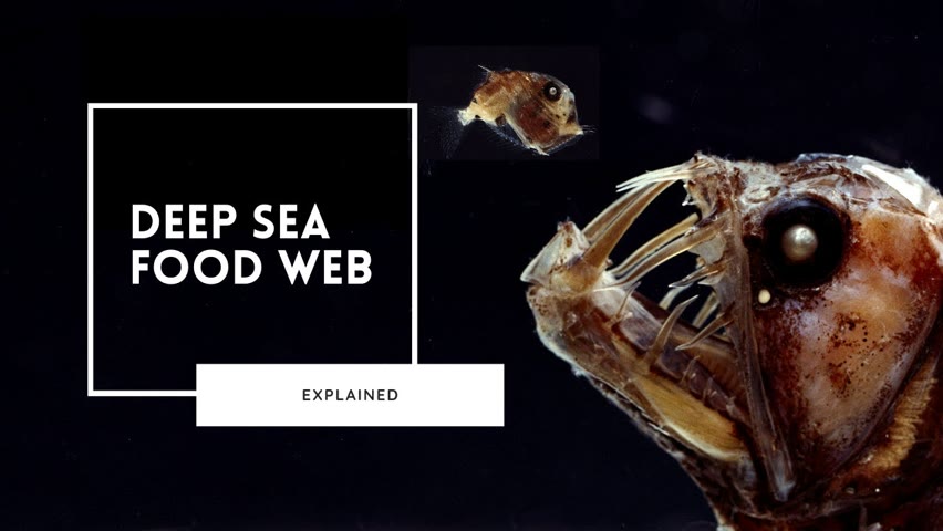 Exploring the Deep Sea Food Web