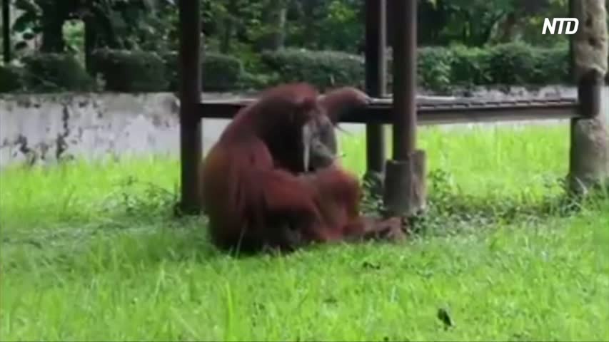 Orangutan smokes a cigarette in Indonesian zoo