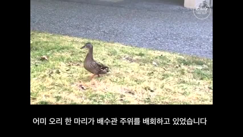 Mother duck waits for rescuer to save her babies—but she leaves before he gives her this.mp4