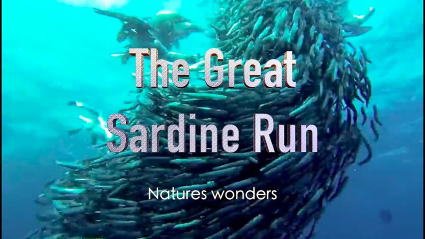 Nature's Wonders - The Great Sardine Run